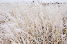 frosty brown grasses in a field 