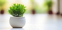  A potted plant with lush green leaves sits on a white floor against a blurred background
