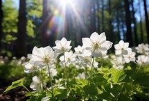  White flowers bloom beautifully under the bright sun in a lush forest