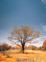 a tree in an Australian desert 