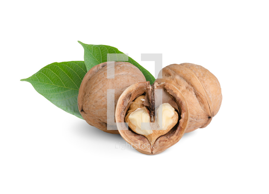 Inside of a cracked walnut