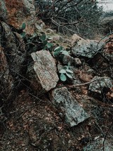 prickly pear cactus growing between rocks 