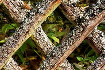 lichen and moss on lattice 