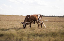 a cattle grazing 