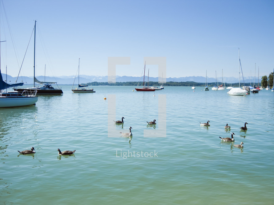 boats and ducks in a bay 