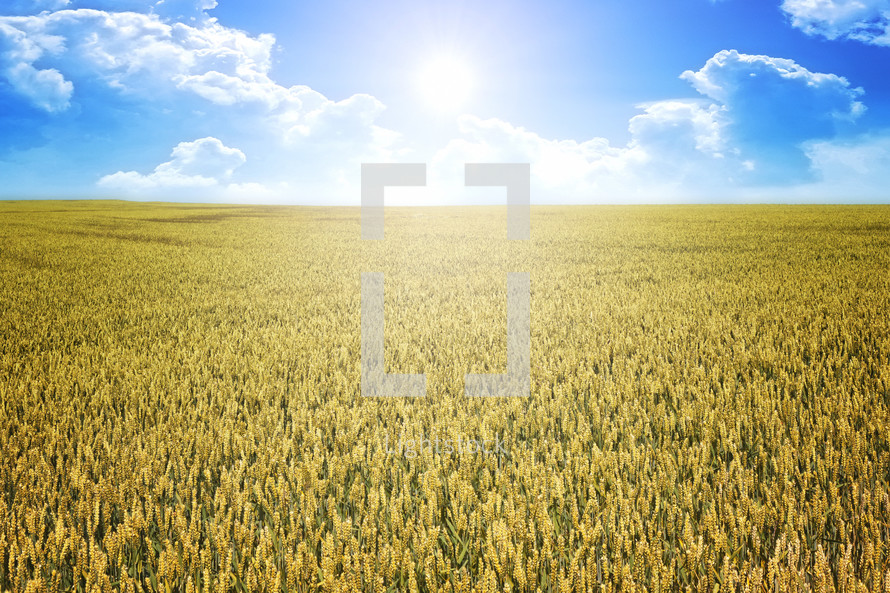 sunlight over a wheat field 