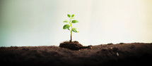 Green plant seedling in soil. Concept of new life, growth, environmental conservation.