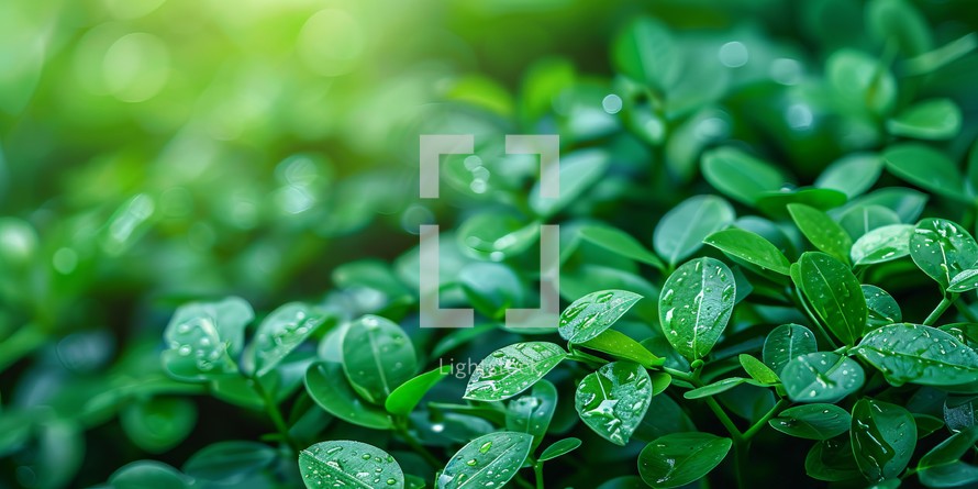 Green leaf background with sunlight and bokeh. Natural background.