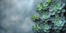 Succulent plants on grey background. Top view with copy space