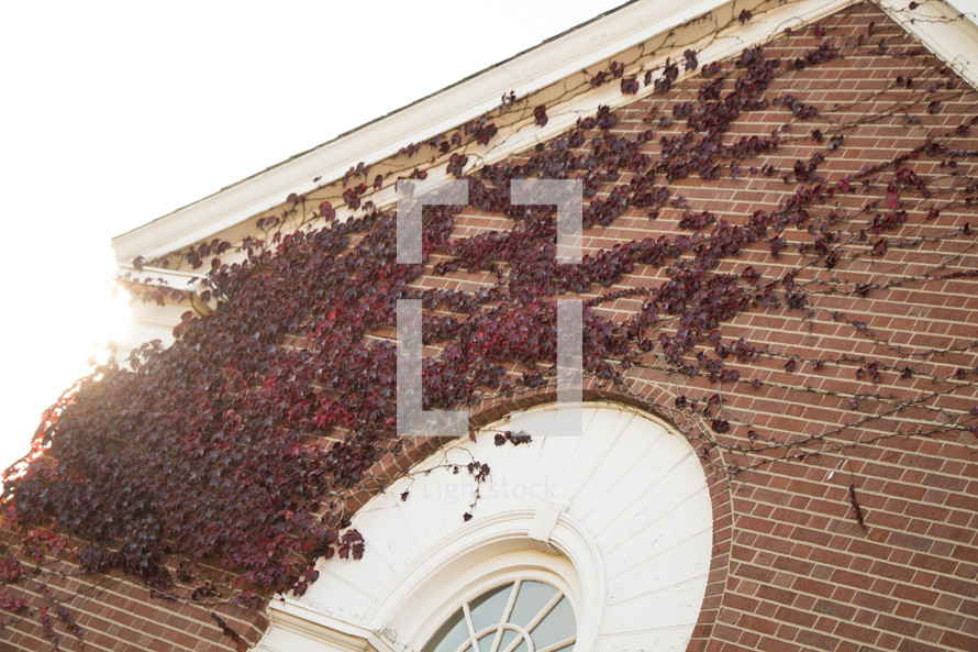 red ivy growing on brick wall of a church 