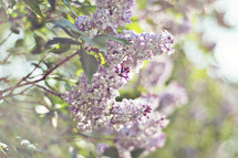 Lilac tree.