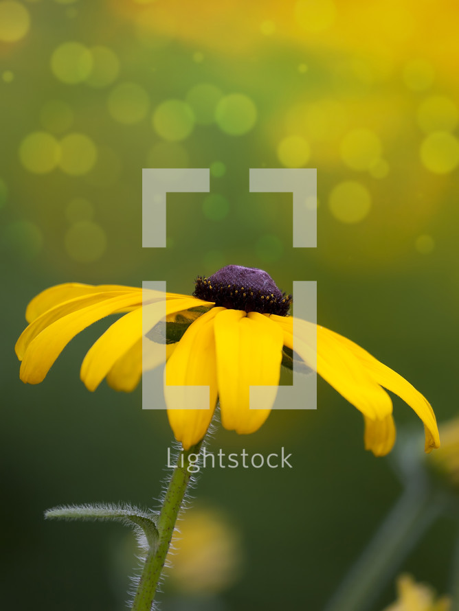 yellow flower and bokeh sunlight 