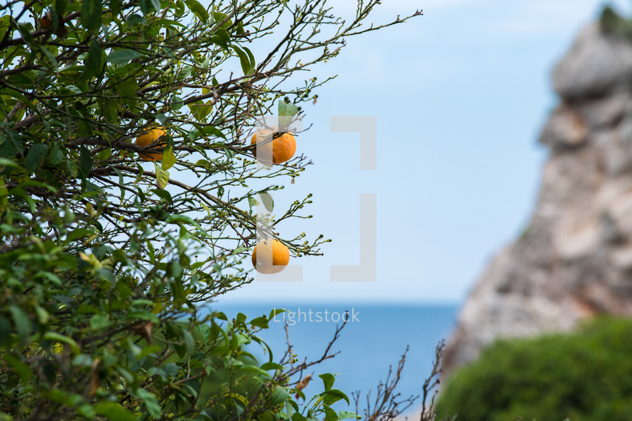 oranges on a tree ocean in the background 