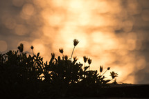 silhouettes of wildflowers at sunset 
