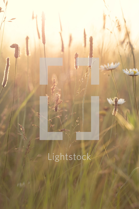 sunlight over a field of tall grass 