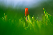 red tulip in a garden 