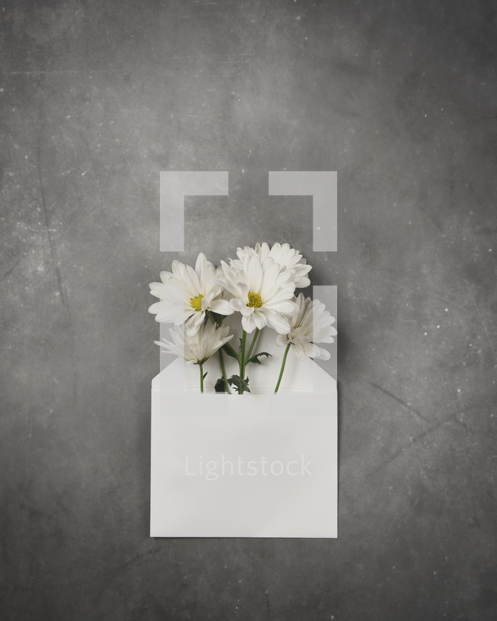daisies in a white envelope 