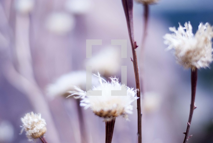 white fluffy flowers 