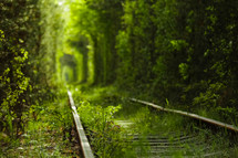 Magic Tunnel of Love, green trees and the railroad, in Ukraine. Focus on the foreground, background is defocused.