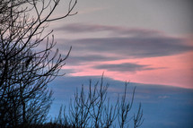 bare branches and pink sky 