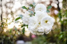 white roses on a rose bush 