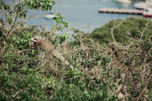 iguana in a tree 