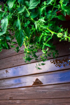 reflection of clouds in a puddle after the rain on a deck in summer and tomato plant 