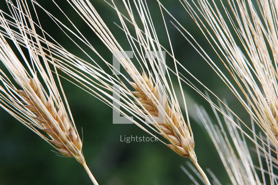 wheat grains closeup 