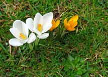 white and orange crocus flowers 