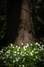white flowers under a tree