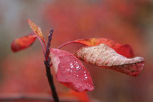 red leaves 