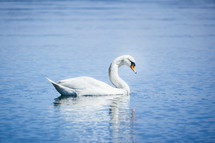 swan in a pond 