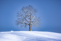 snow on a bare tree on a winter hill 