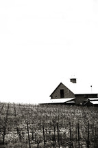 Barn in a pasture vineyard winter