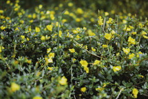 yellow flowers ground cover 