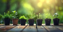 Plant seedlings in black pots on wooden table with bokeh background