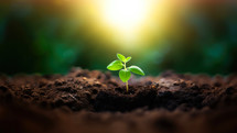 Green seedling in fertile soil with light in background. Concept of new life and growth