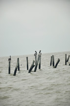 pelicans on pillars of an old pier 