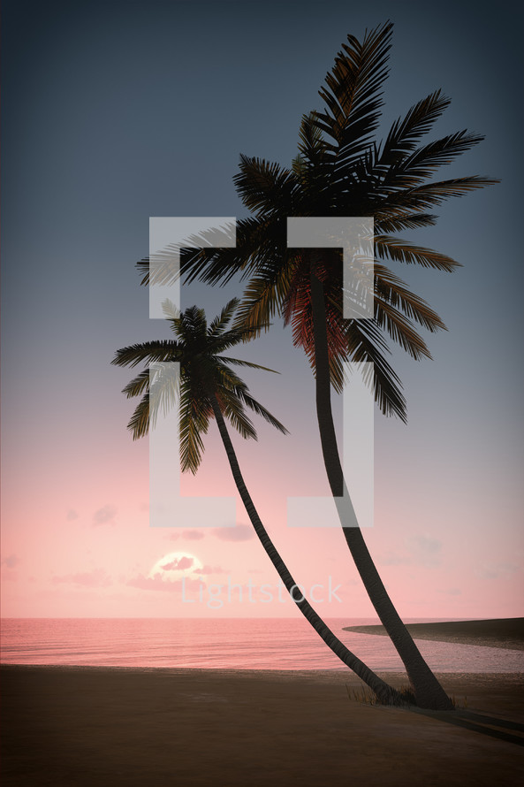palm trees on a beach at sunset 