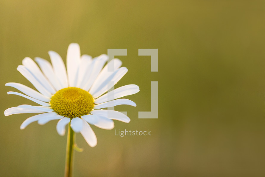 white daisy flower in a field.