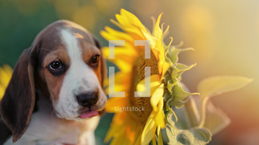 Little puppy of beagle sniffs sunflower flower in field. Beagles is always hungry, Diet, advertising pet food, dog's feed, concept.
