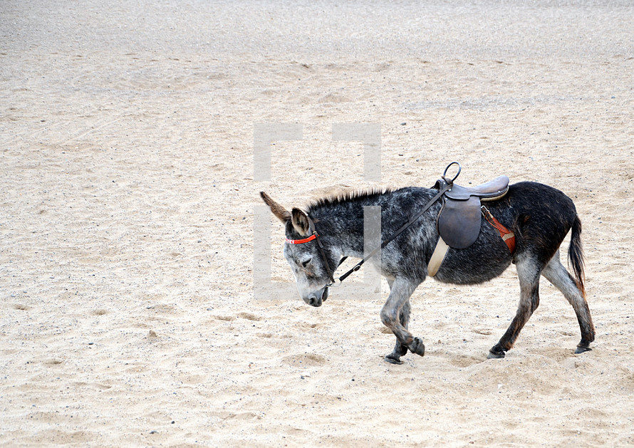 Solitary Donkey on the Sand