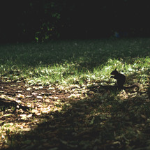 a squirrel on the ground 