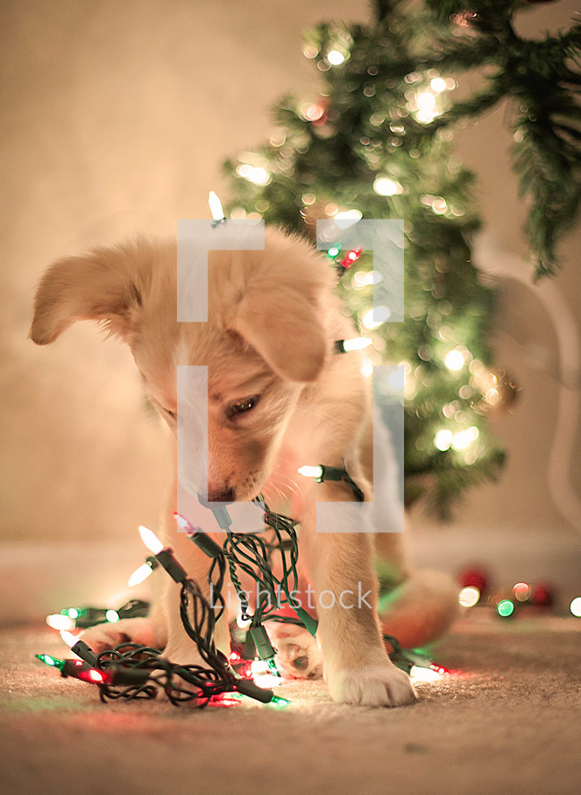 puppy in Christmas lights 