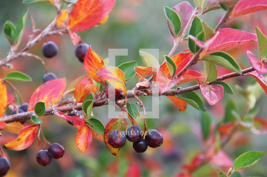 berries and fall leaves on a tree 