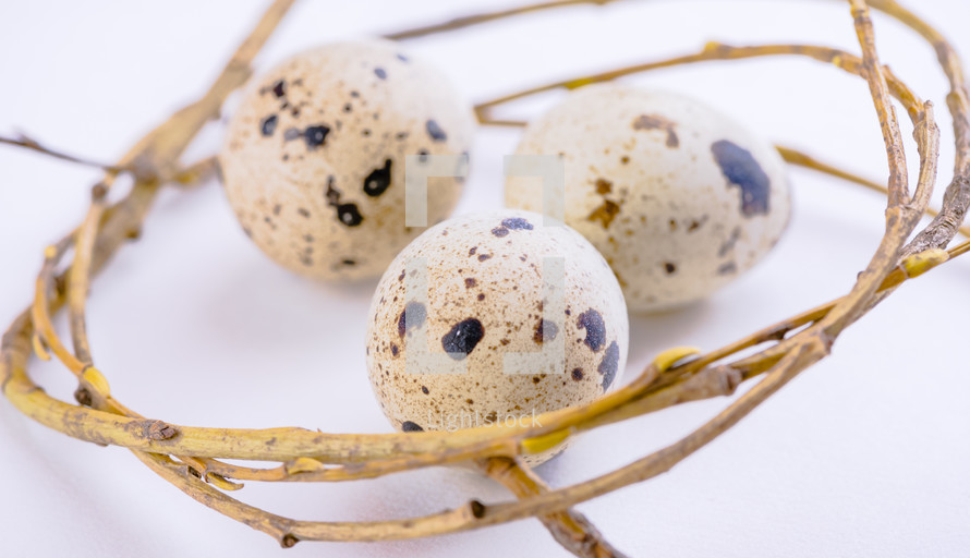 bird eggs 