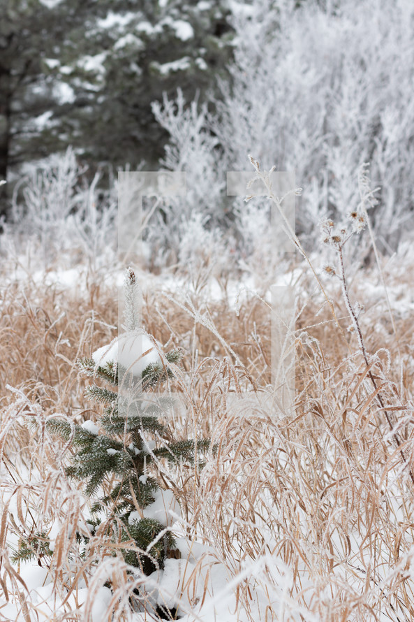 snow on a tiny spruce tree in a field 