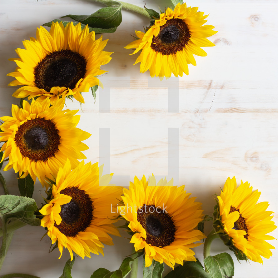 yellow sunflowers against a white background 