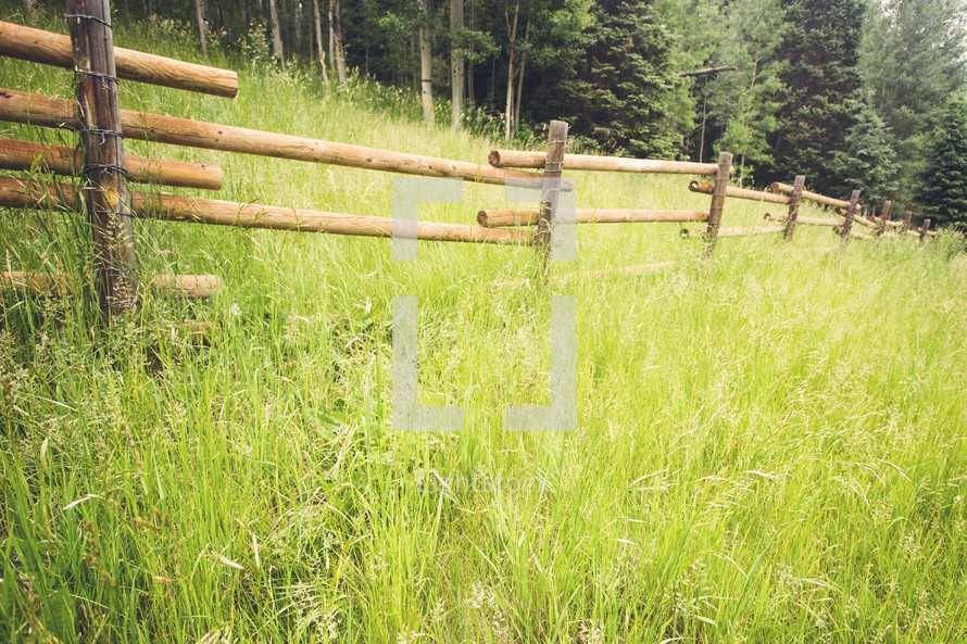 tall grass and fence in a field 