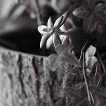 succulent plant closeup in black and white 